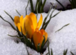 Picture of Spring emerging