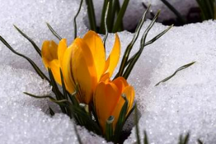 Picture of Spring emerging