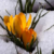 Picture of Spring emerging