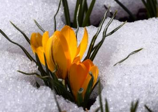 Picture of Spring emerging